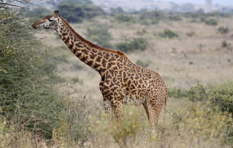 Masai Giraffe (Giraffa camelopardalis tippelskirchii) Nairobi National Park, Kenya