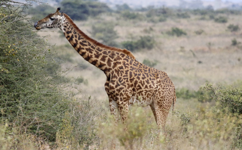 Masai Giraffe (Giraffa camelopardalis tippelskirchii) Nairobi National Park, Kenya
