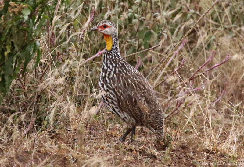 Yellow-necked Spurfowl (Pternistis leucoscepus infuscatus) Nairobi National Park, Kenya