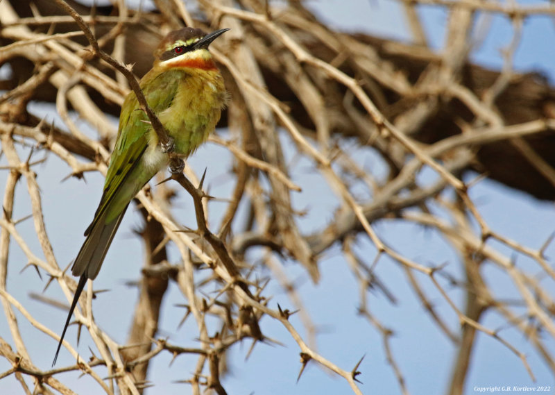 Olive Bee-eater, Madagascar Bee-eater (Merops superciliosus) Lake Baringo, Kenya