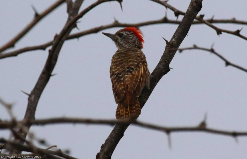 Cardinal Woodpecker (Dendropicos fuscescens) Lake Bogoria National Reserve, Kenya