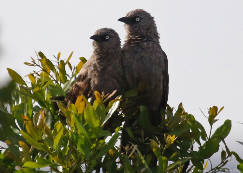 Black-lored Babbler (Turdoides sharpei)