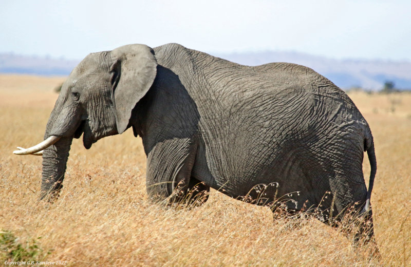 African Savanna Elephant (Loxodonta africana) Masai Mara National Reserve, Kenya