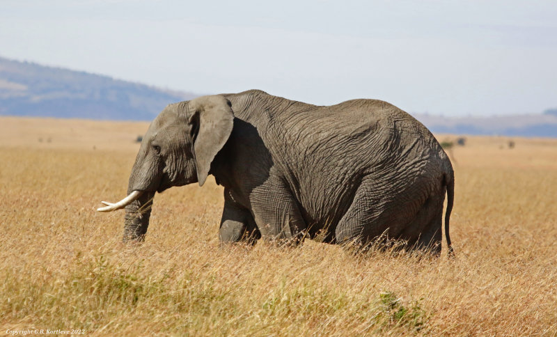 African Savanna Elephant (Loxodonta africana) Masai Mara National Reserve, Kenya