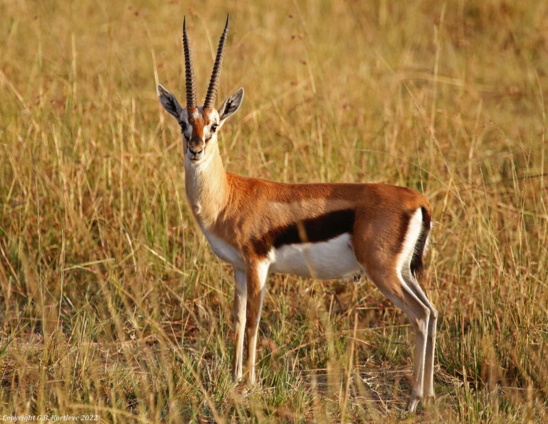 Serengeti Thomson's Gazelle (Eudorcas thomsonii nasalis) Masai Mara National Reserve, Kenya