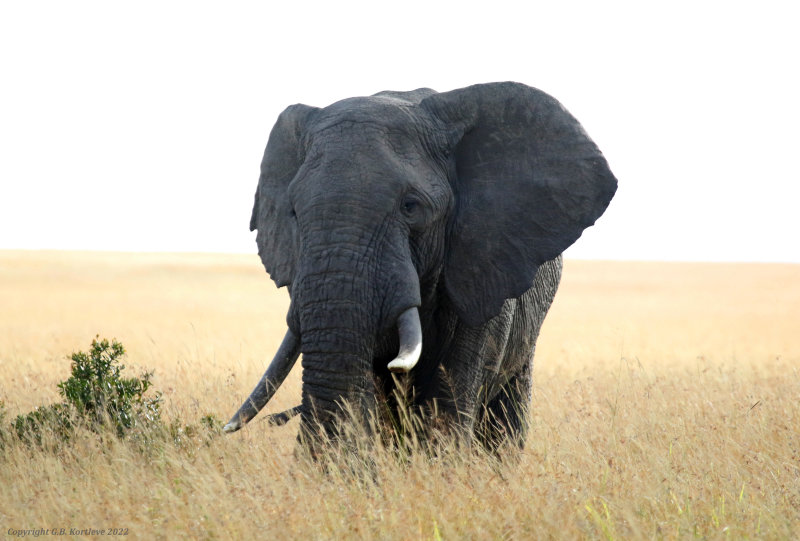 African Savanna Elephant (Loxodonta africana) Masai Mara National Reserve, Kenya