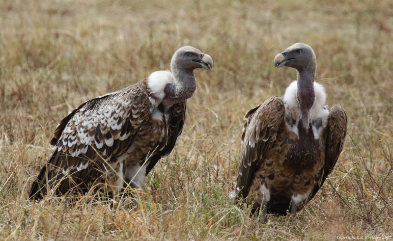 Rüppell's Vulture (Gyps rueppelli) Masai Mara National Reserve, Kenya