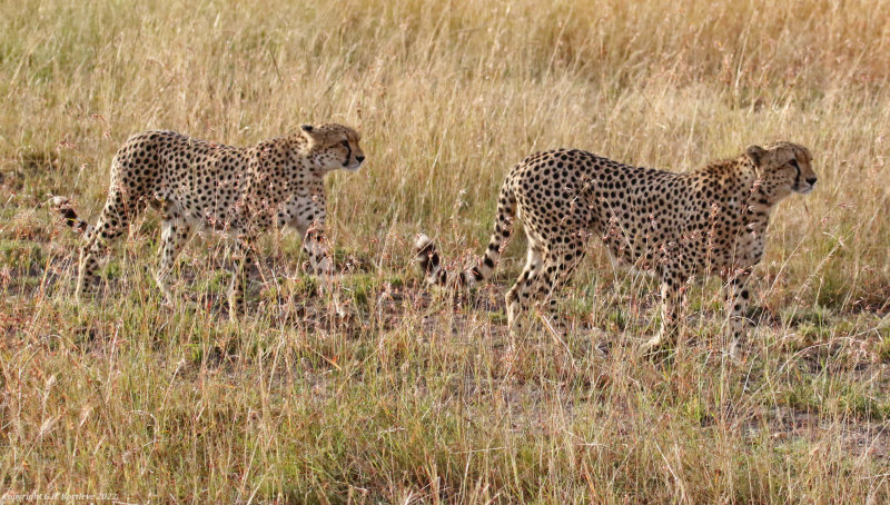 Southeast African Cheetah (Acinonyx jubatus jubatus) Masai Mara National Reserve, Kenya