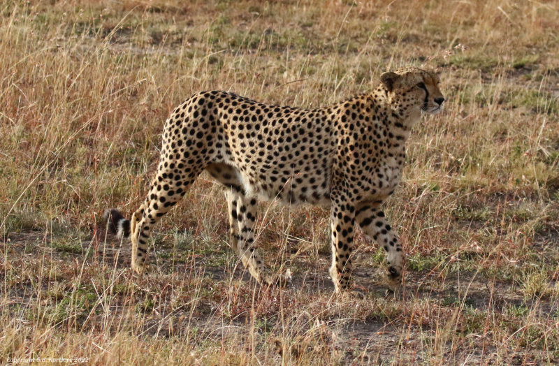 Southeast African Cheetah (Acinonyx jubatus jubatus) Masai Mara National Reserve, Kenya