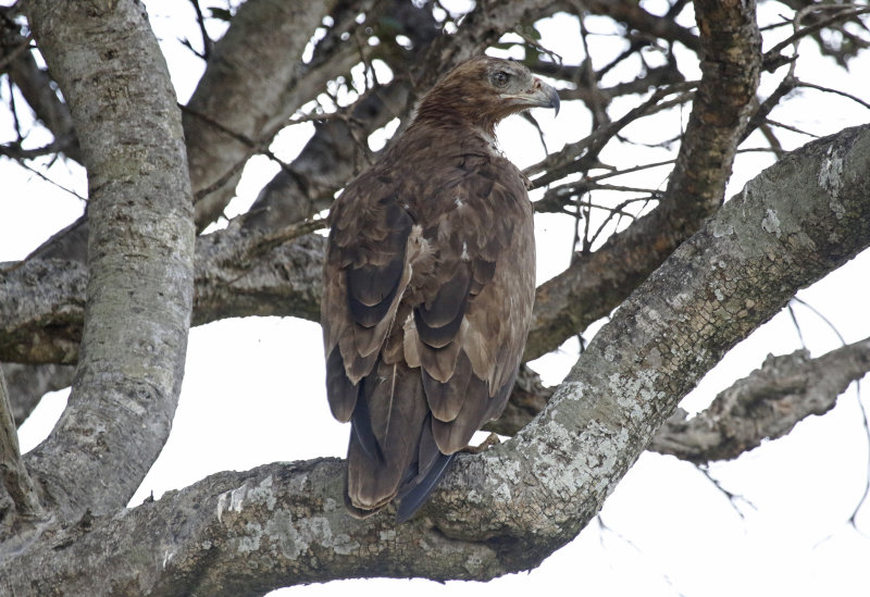 Tawny Eagle (Aquila rapax) Masai Mara National Reserve, Kenya