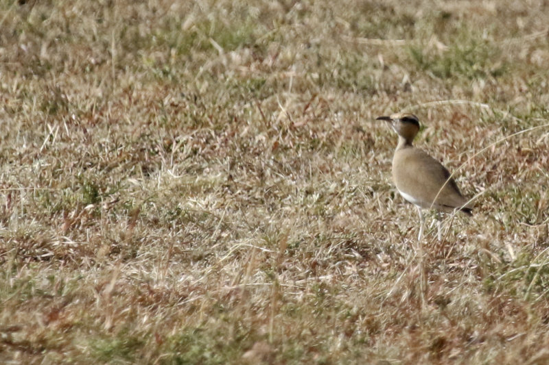 Temminck's Courser (Cursorius temminckii) Masai Mara National Reserve, Kenya