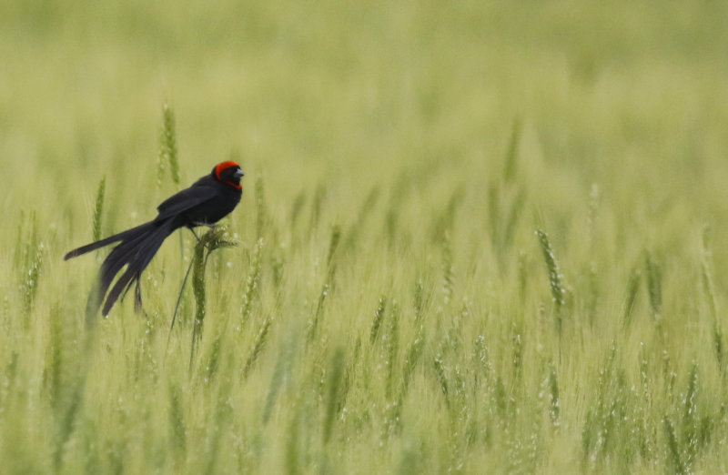 Red-cowled Widowbird (Euplectes laticauda suahelicus) Enroute to Nairobi, Narok, Kenya