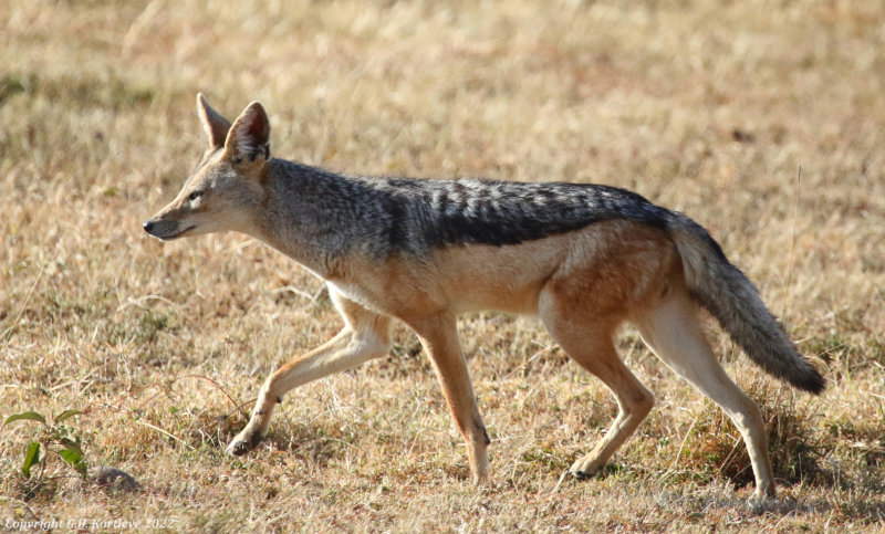 East African Jackal (Canis mesomelas schmidti) Masai Mara National Reserve, Kenya