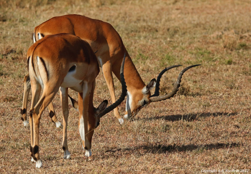 Common Impala (Aepyceros melampus melampus) Masai Mara National Reserve, Kenya