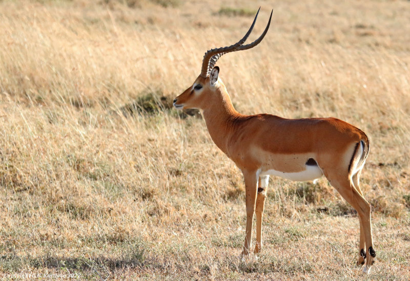 Common Impala (Aepyceros melampus melampus) Masai Mara National Reserve, Kenya