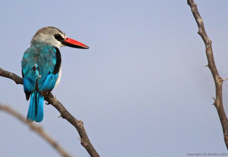 Woodland Kingfisher (Halcyon senegalensis) Lake Baringo, Kenya