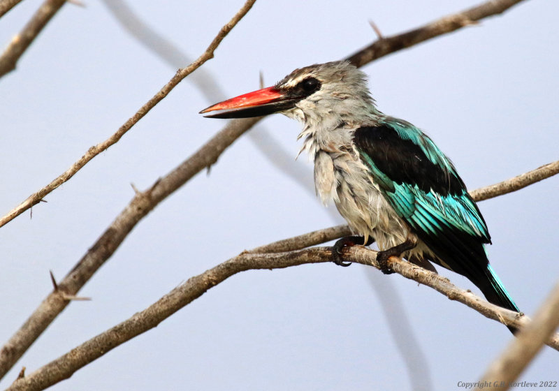 Woodland Kingfisher (Halcyon senegalensis) Lake Baringo, Kenya