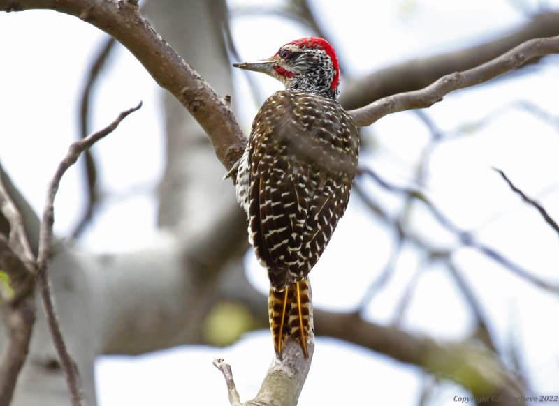 Nubian Woodpecker (Campethera nubica) Lake Baringo, Kenya