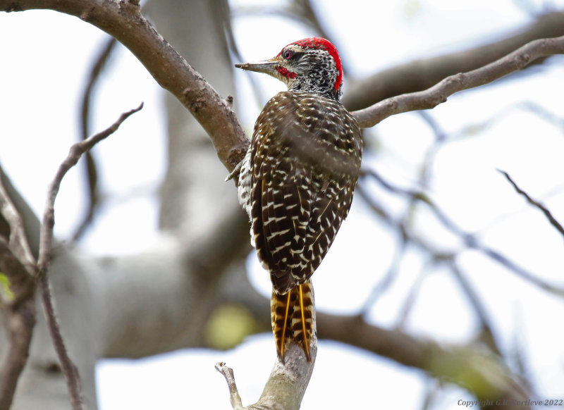 Nubian Woodpecker (Campethera nubica)