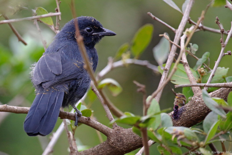 Slate-colored Boubou (Laniarius funebris) Nairobi National Park, Kenya