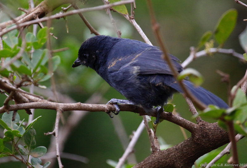 Slate-colored Boubou (Laniarius funebris) Nairobi National Park, Kenya