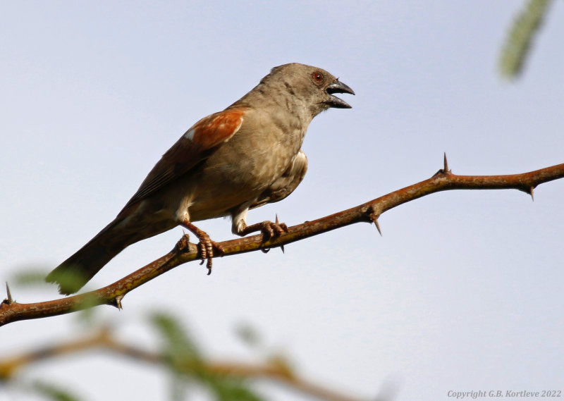 Parrot-billed Sparrow (Passer gongonensis) Marigat, Rift Valley, Kenya
