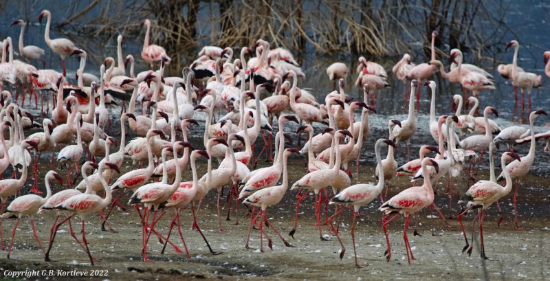Lesser Flamingo (Phoeniconaias minor) Lake Bogoria National Reserve, Kenya