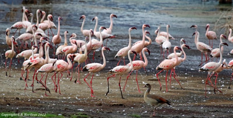 Lesser Flamingo (Phoeniconaias minor) Lake Bogoria National Reserve, Kenya