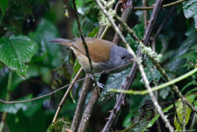 African Hill Babbler (Sylvia abyssinica)