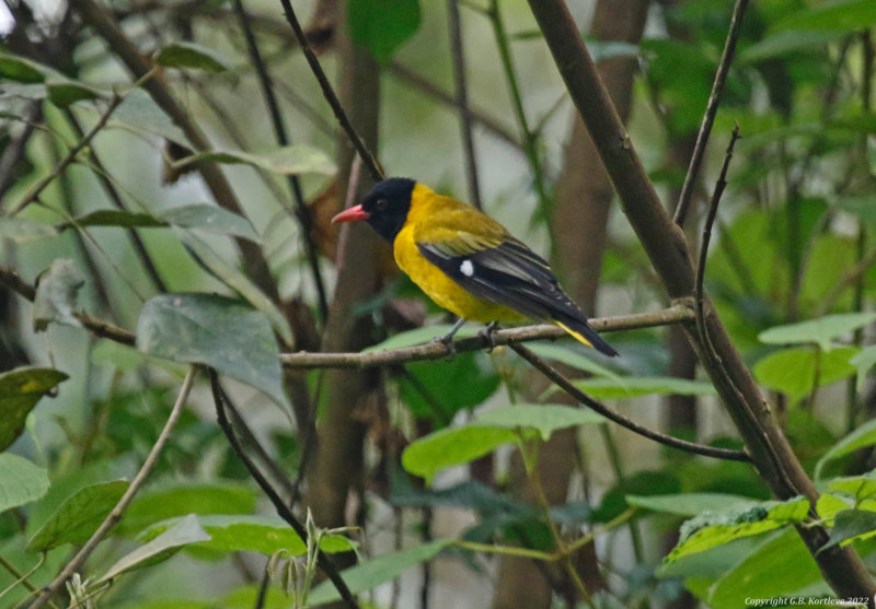 Passeriformes: Oriolidae - Orioles and Figbirds