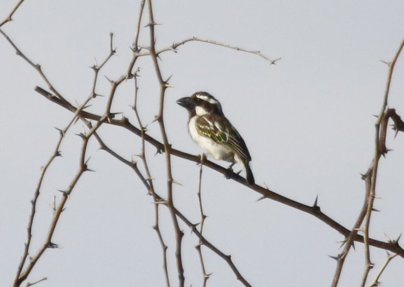 Black-throated Barbet (Tricholaema melanocephala stigmatothorax) Lake Baringo, Kenya