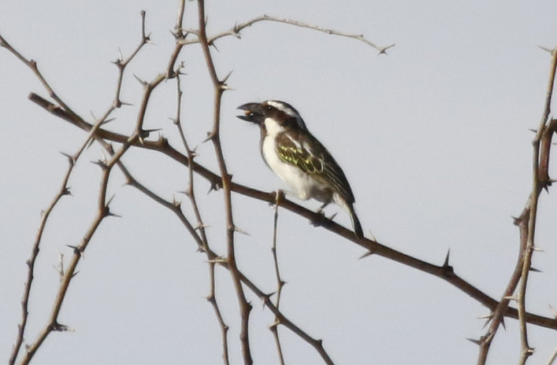 Black-throated Barbet (Tricholaema melanocephala stigmatothorax) Lake Baringo, Kenya
