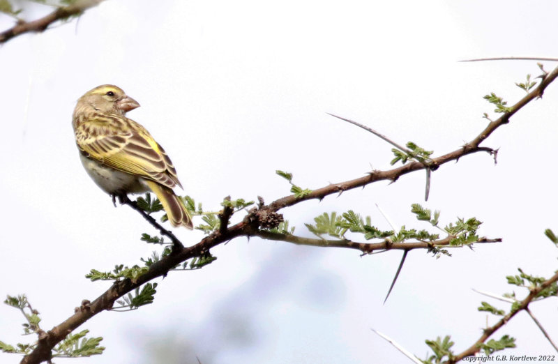 White-bellied Canary (Crithagra dorsostriata) Lake Baringo, Kenya