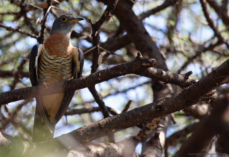Red-chested Cuckoo (Cuculus solitarius) Tumbili Cliff Lodge, Lake Baringo, Kenya
