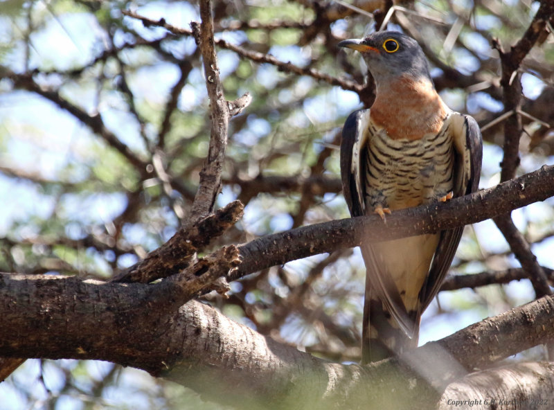 Red-chested Cuckoo (Cuculus solitarius) Tumbili Cliff Lodge, Lake Baringo, Kenya