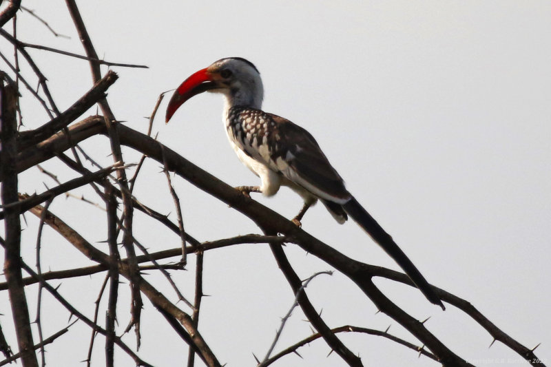 Northern Red-billed Hornbill (Tockus erythrorhynchus) Lake Baringo, Kenya