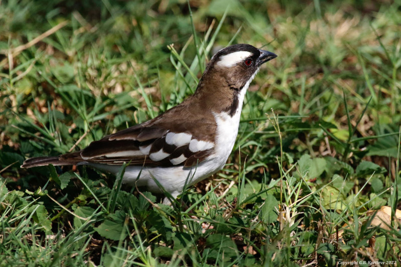 White-browed Sparrow-Weaver (Plocepasser mahali melanorhynchus) Tumbili Cliff Lodge, Lake Baringo, Kenya