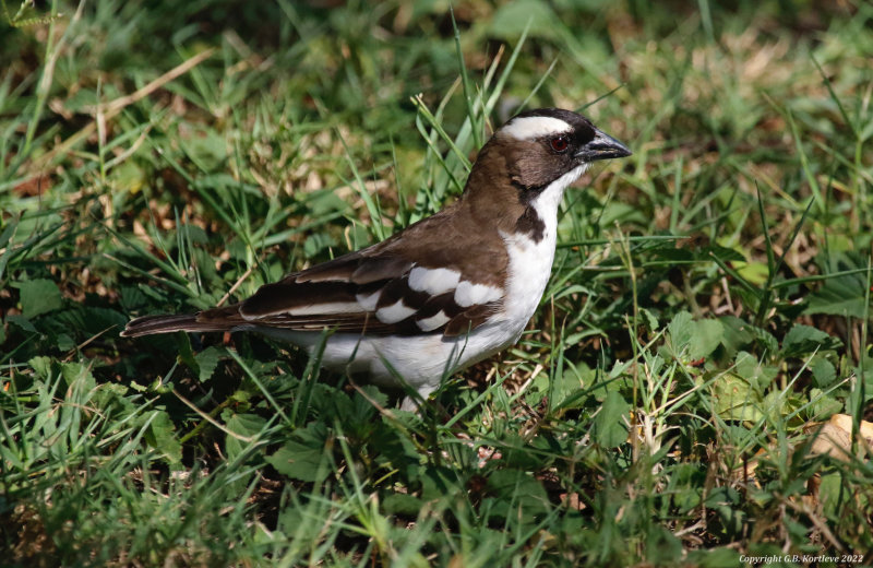 White-browed Sparrow-Weaver (Plocepasser mahali melanorhynchus) Tumbili Cliff Lodge, Lake Baringo, Kenya
