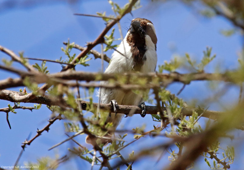 Black-throated Barbet (Tricholaema melanocephala stigmatothorax) Lake Baringo, Kenya