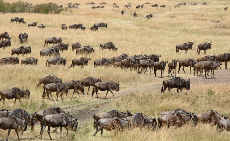 Western White-bearded Wildebeest (Connochaetes taurinus mearnsi) Masai Mara National Reserve, Kenya