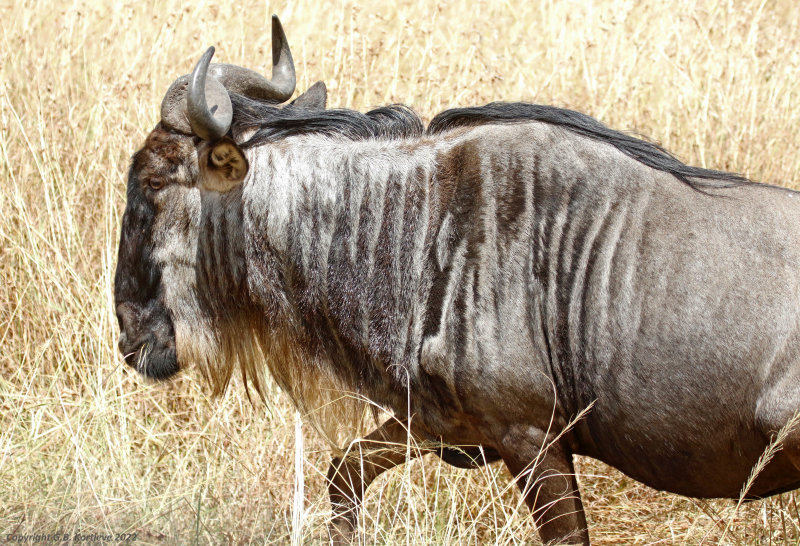 Western White-bearded Wildebeest (Connochaetes taurinus mearnsi) Masai Mara National Reserve, Kenya