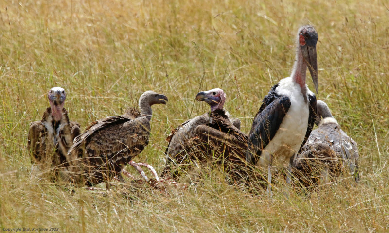 Lappet-faced Vulture (Torgos tracheliotos), Rüppell's Vulture and Marabou Stork, Masai Mara National Reserve, Kenya