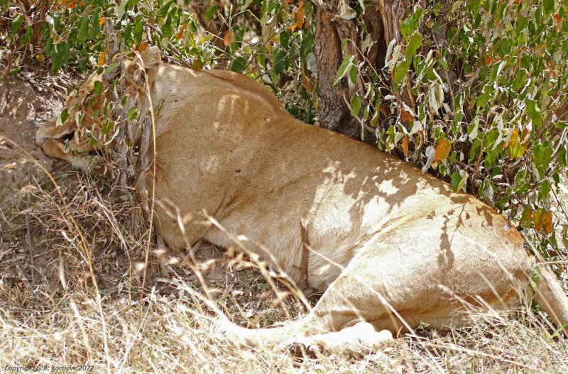 Lion (Panthera leo) Masai Mara National Reserve, Kenya