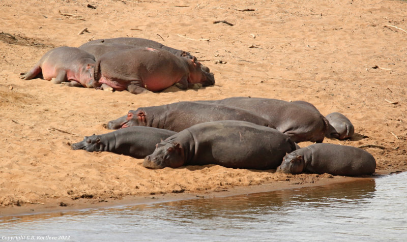 Common Hippopotamus (Hippopotamus amphibius) Masai Mara National Reserve, Kenya
