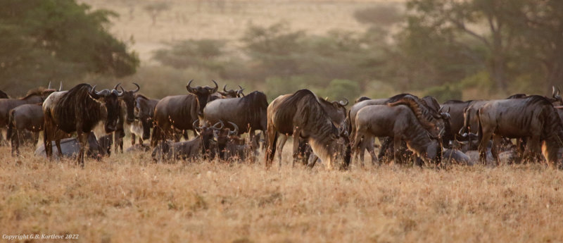 Western White-bearded Wildebeest (Connochaetes taurinus mearnsi) Masai Mara National Reserve, Kenya