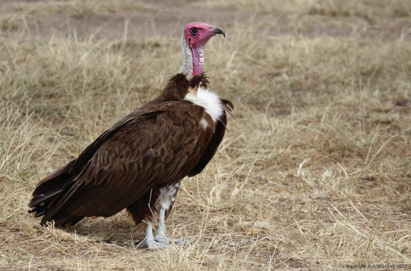 Hooded Vulture (Necrosyrtes monachus) Masai Mara National Reserve, Kenya