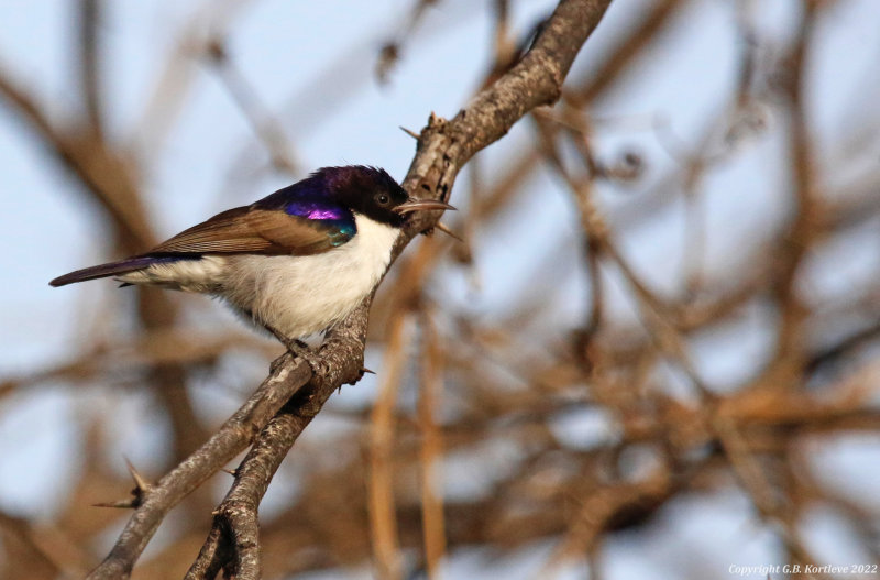 Eastern Violet-backed Sunbird (Anthreptes orientalis) Lake Baringo, Kenya