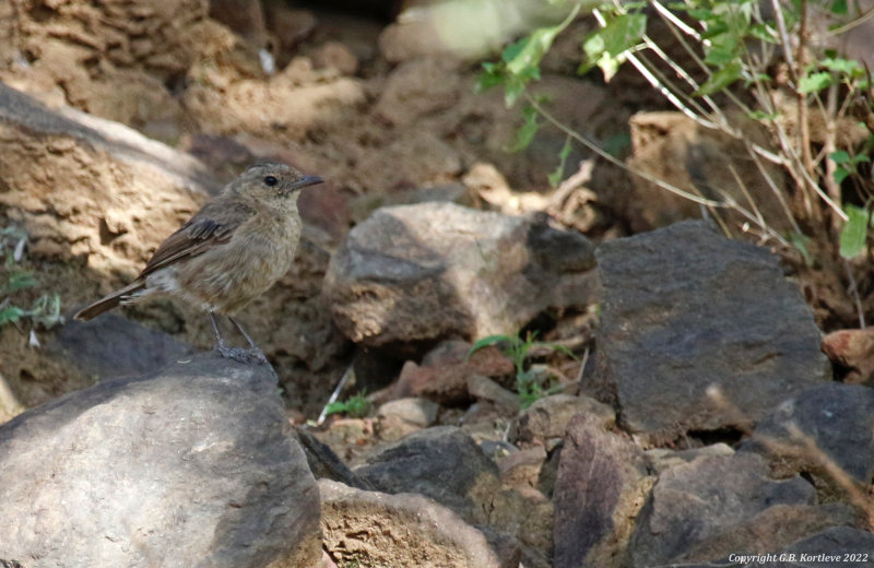 Brown-tailed Rock Chat (Oenanthe scotocerca)