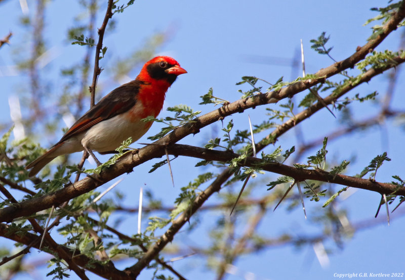 Red-headed Weaver (Anaplectes rubriceps leuconotos) Lake Baringo, Kenya