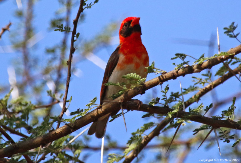 Red-headed Weaver (Anaplectes rubriceps leuconotos) Lake Baringo, Kenya